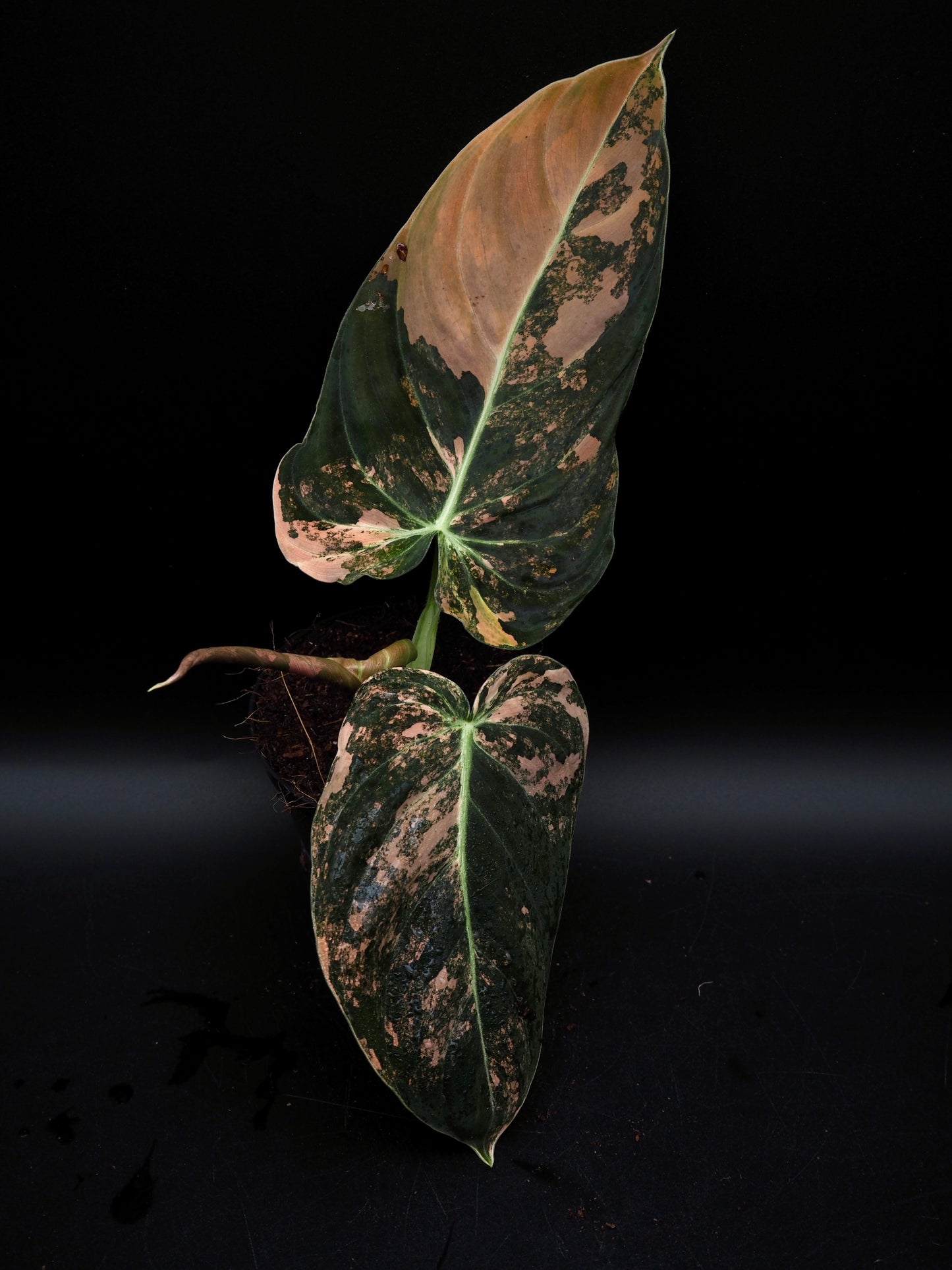 Philodendron Melanochrysum Bonfire