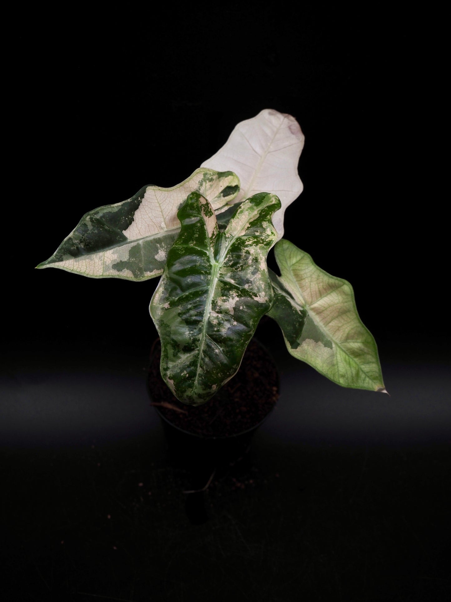 Alocasia Pseudo Sanderiana Pink