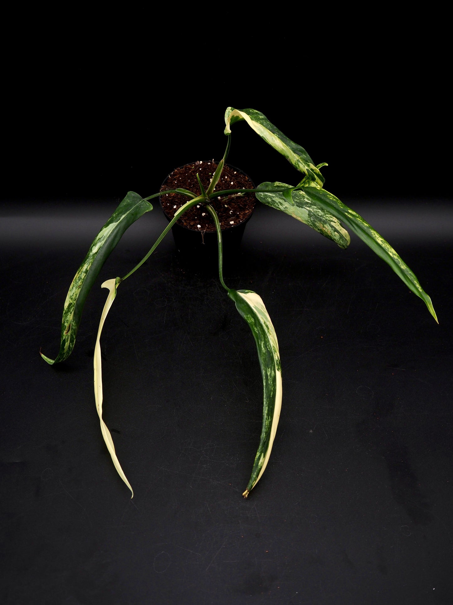 Philodendron Holtonianum Aurea