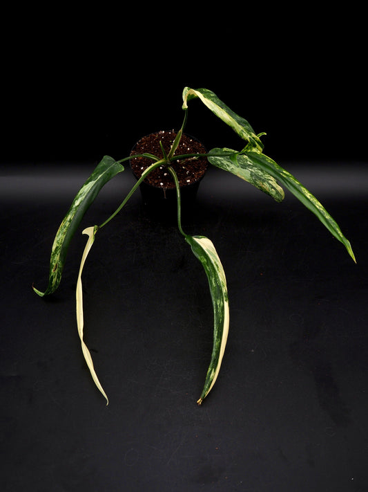 Philodendron Holtonianum Aurea