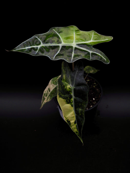 Alocasia Sanderiana Bull Aurea
