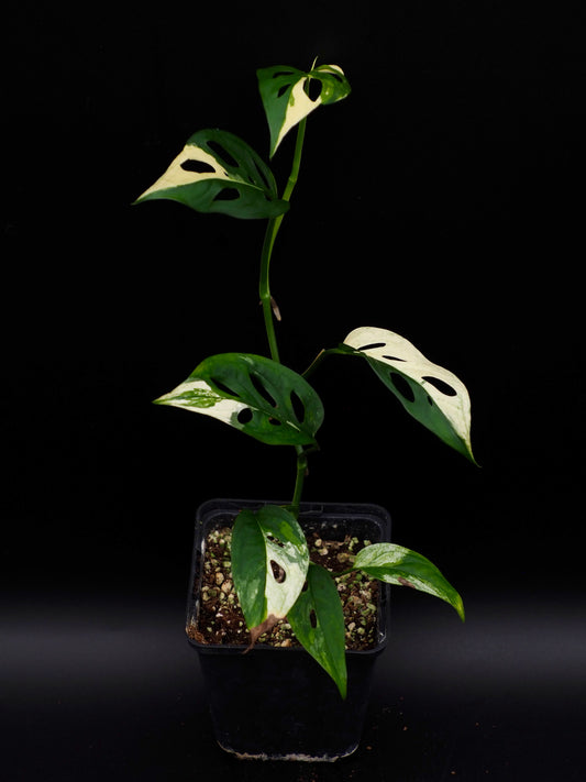 Monstera adansonii variegata