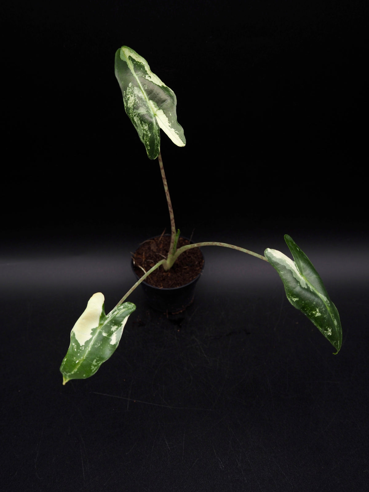Alocasia Sarian Albo