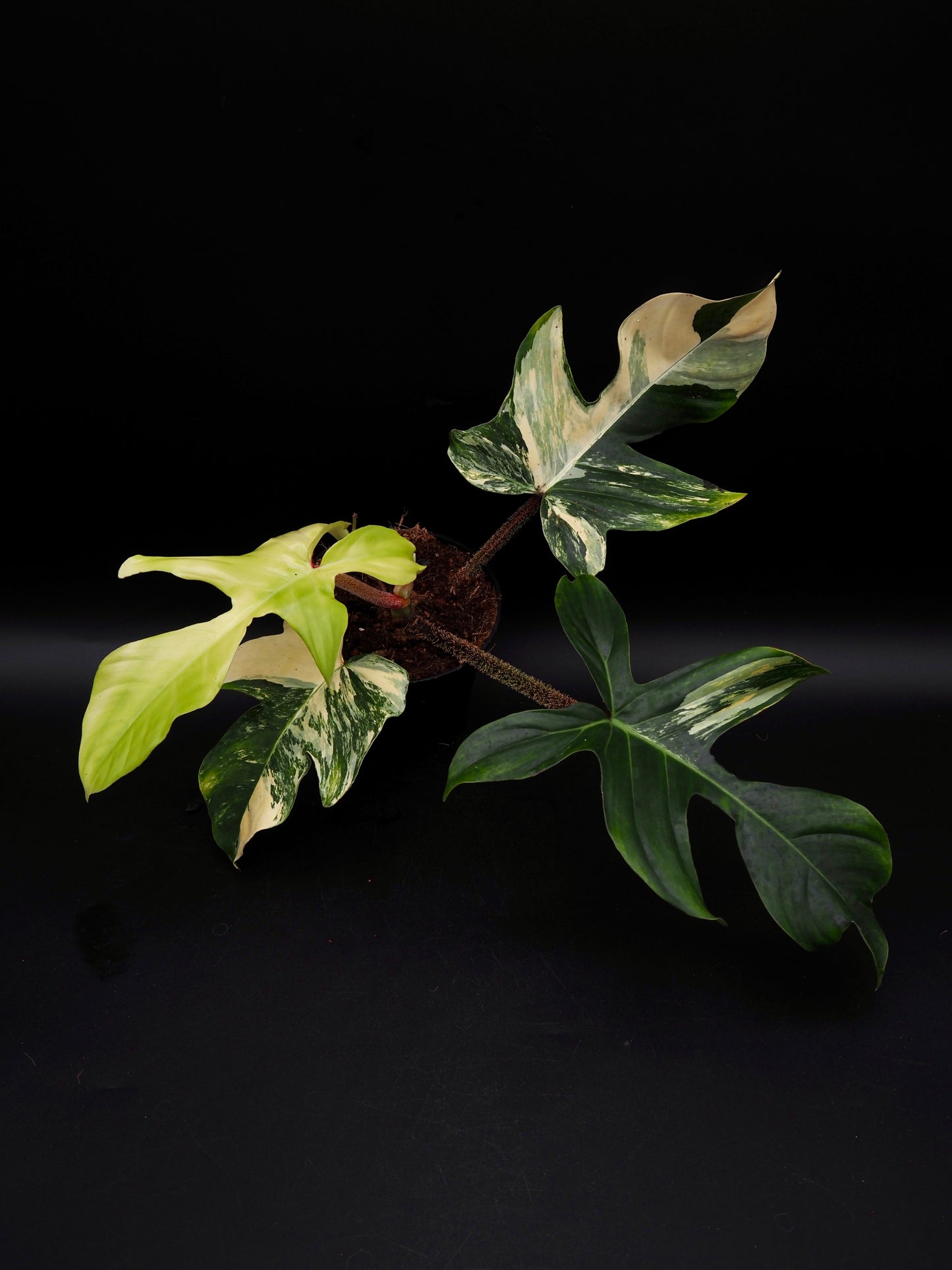 Philodendron Squamiferum Aurea Variegata