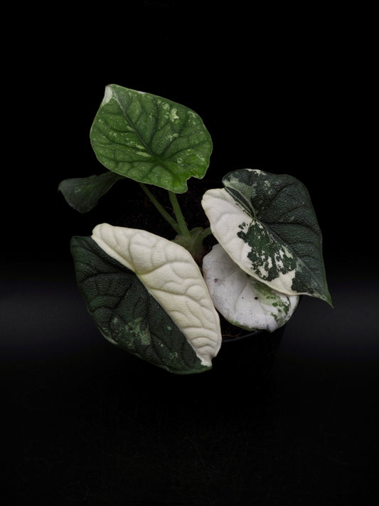 Alocasia Melo Albo