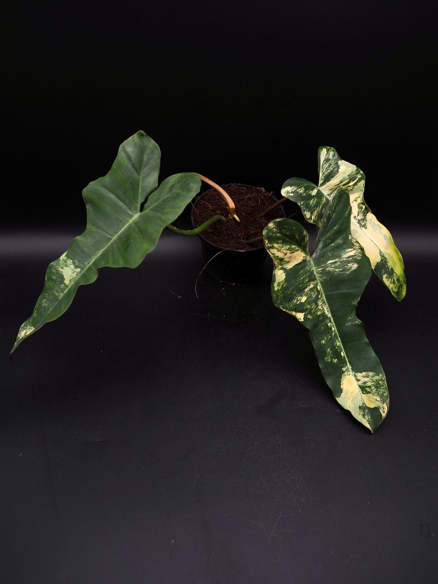 Philodendron Brown Beauty Black Billie X Flobe