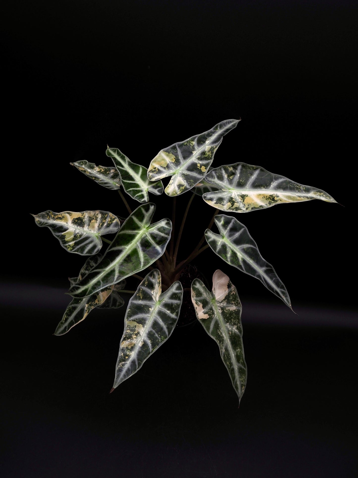 Alocasia Bambi Aurea