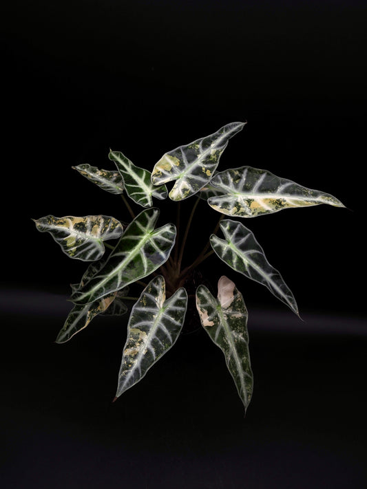 Alocasia Bambi Aurea