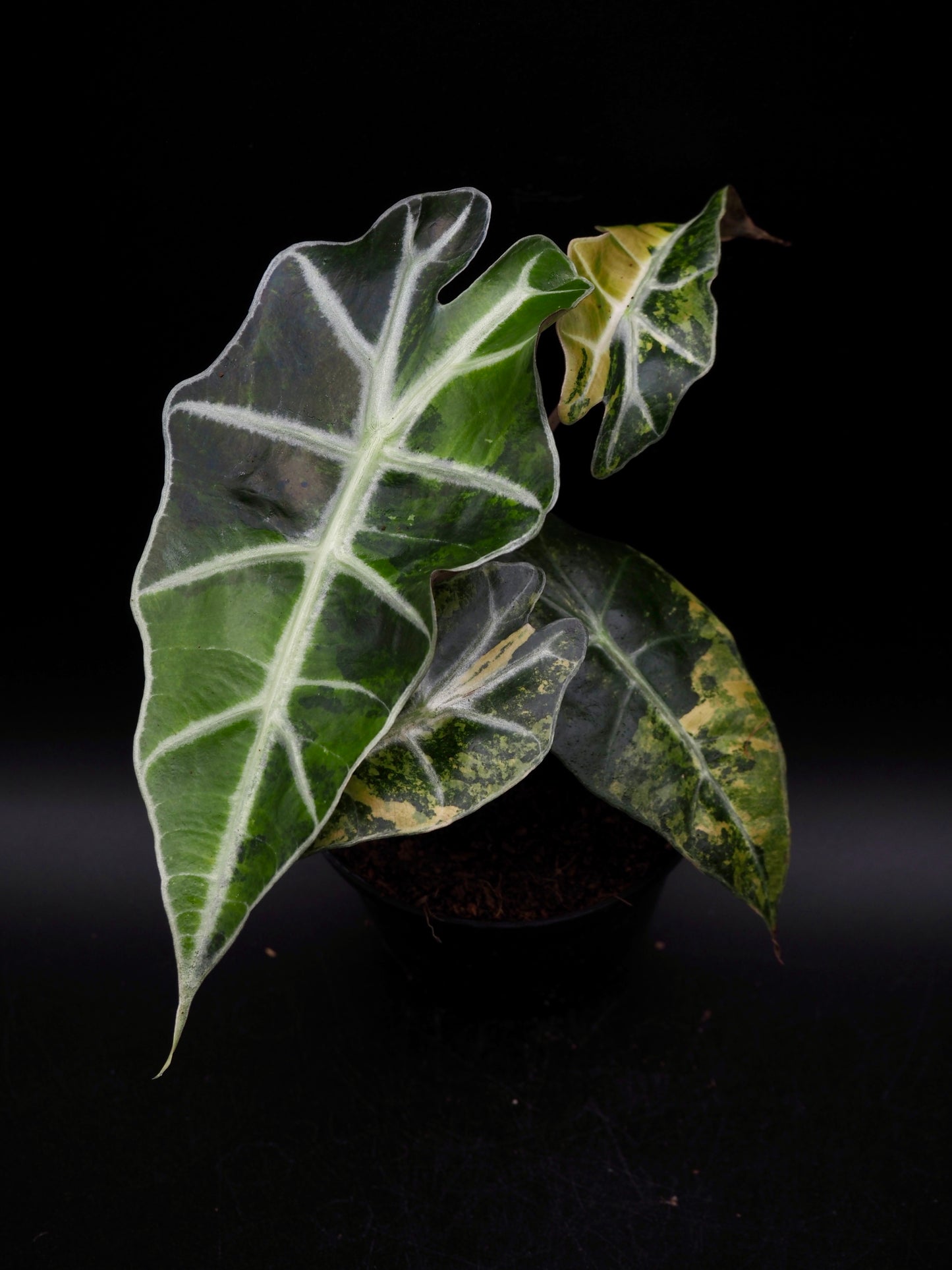 Alocasia Polly Aurea