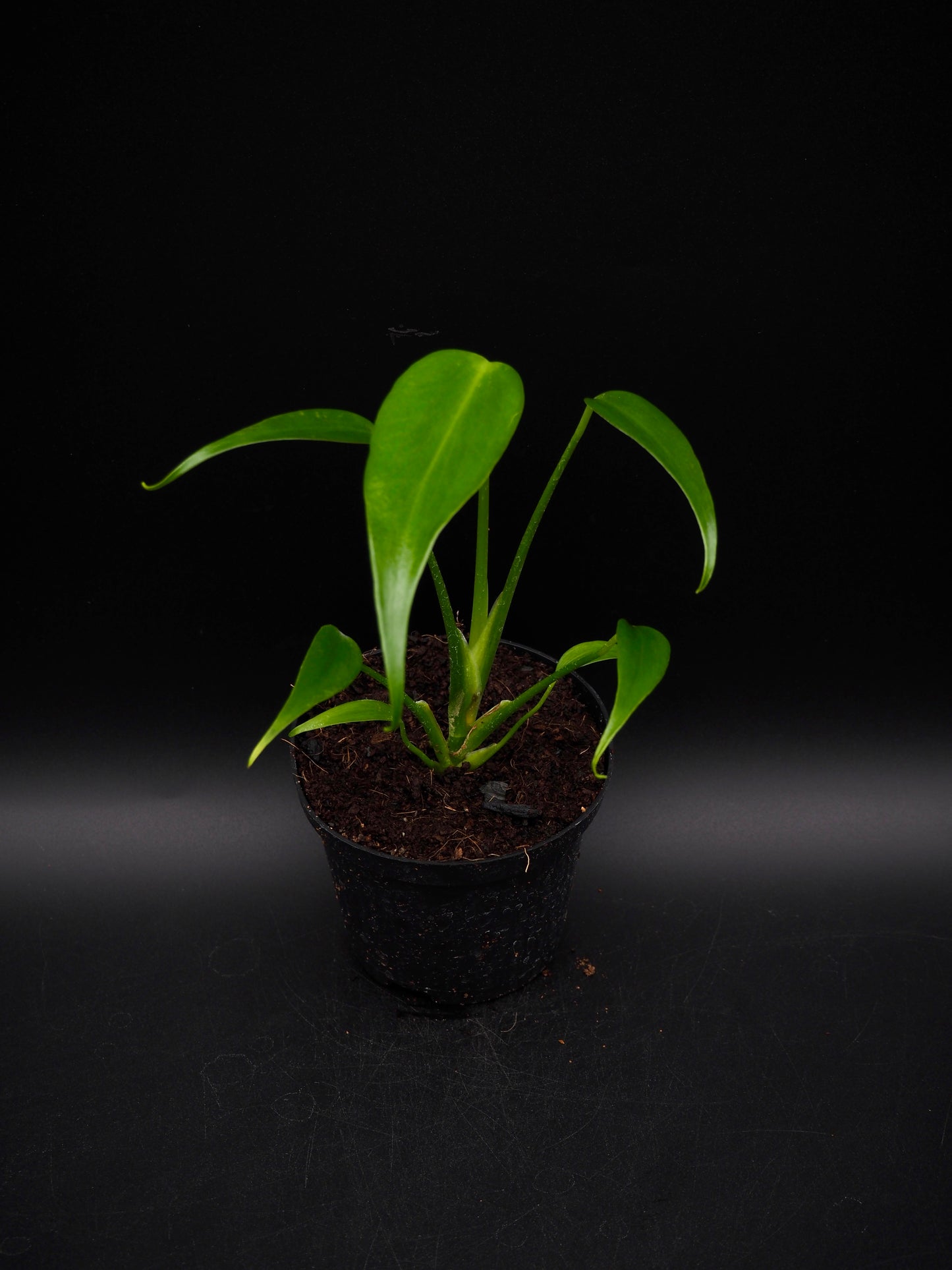 Monstera Burle Marx Flame