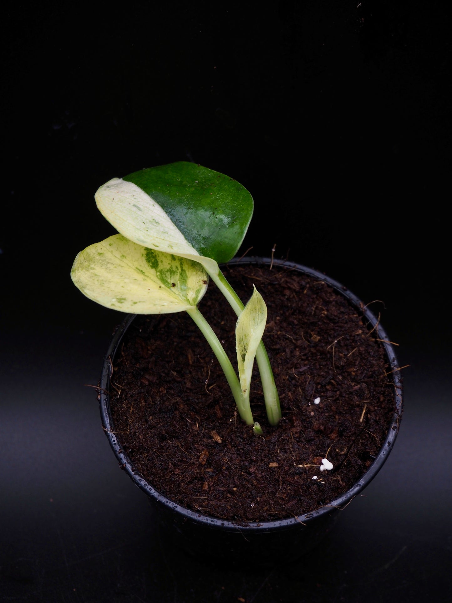 Scindapsus Jade Satin Marble