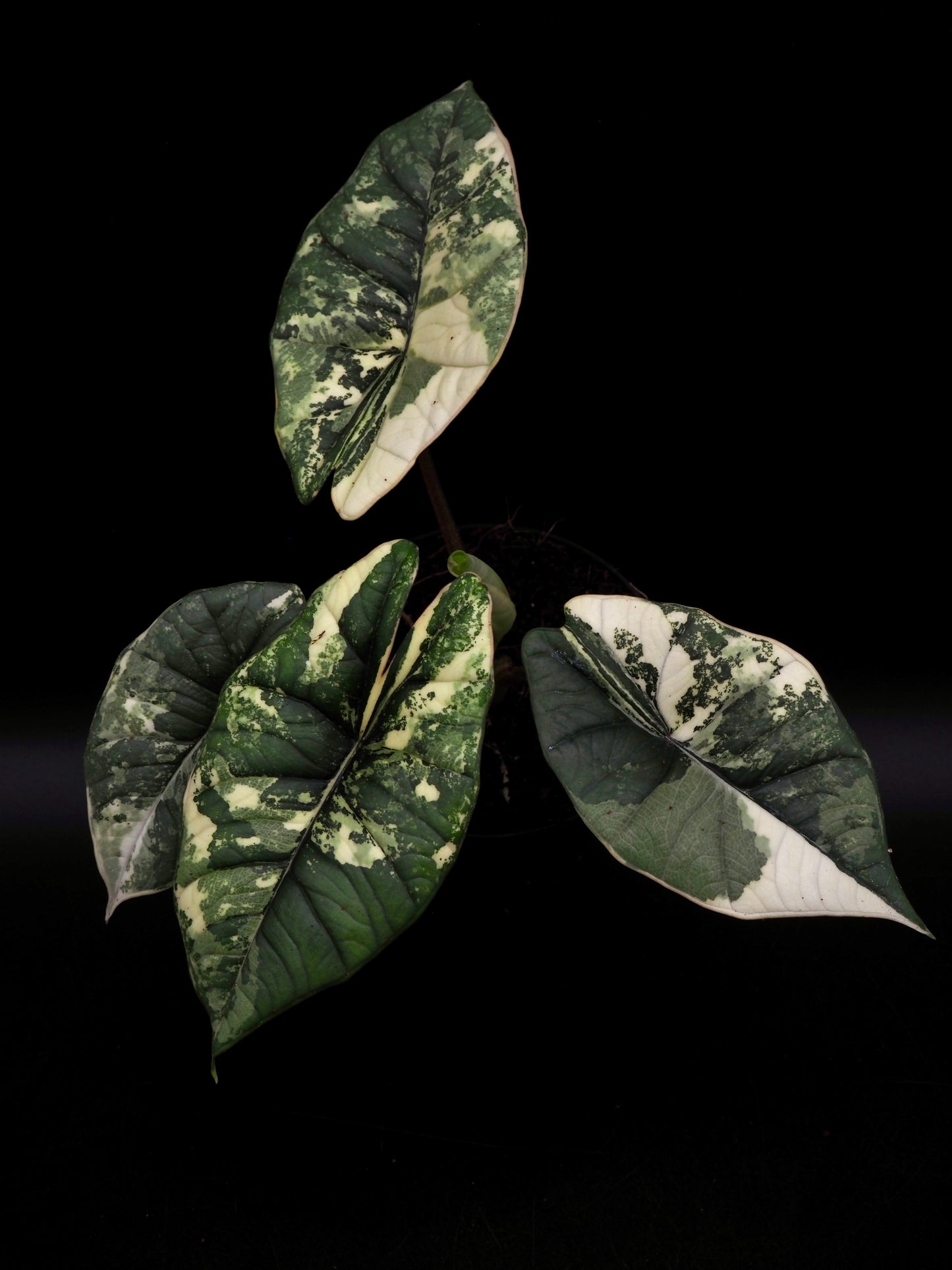 Alocasia Platinum Albo
