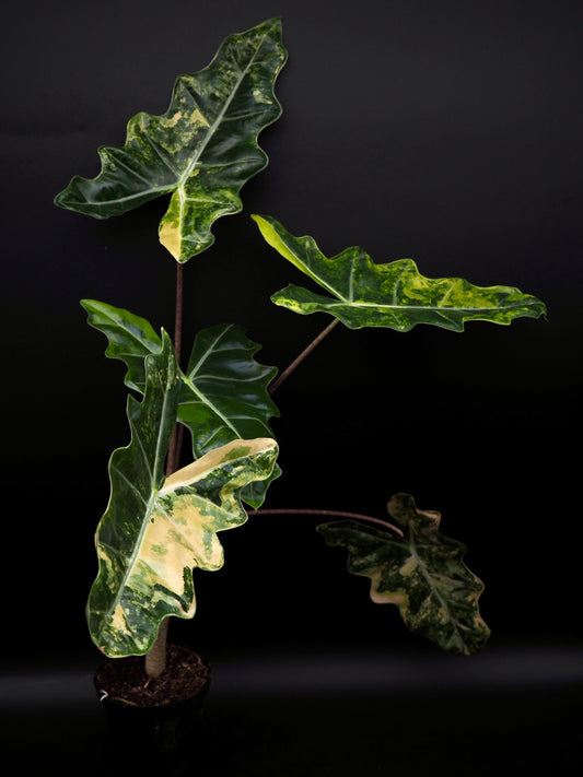 Alocasia Pseudo Sanderian Aurea