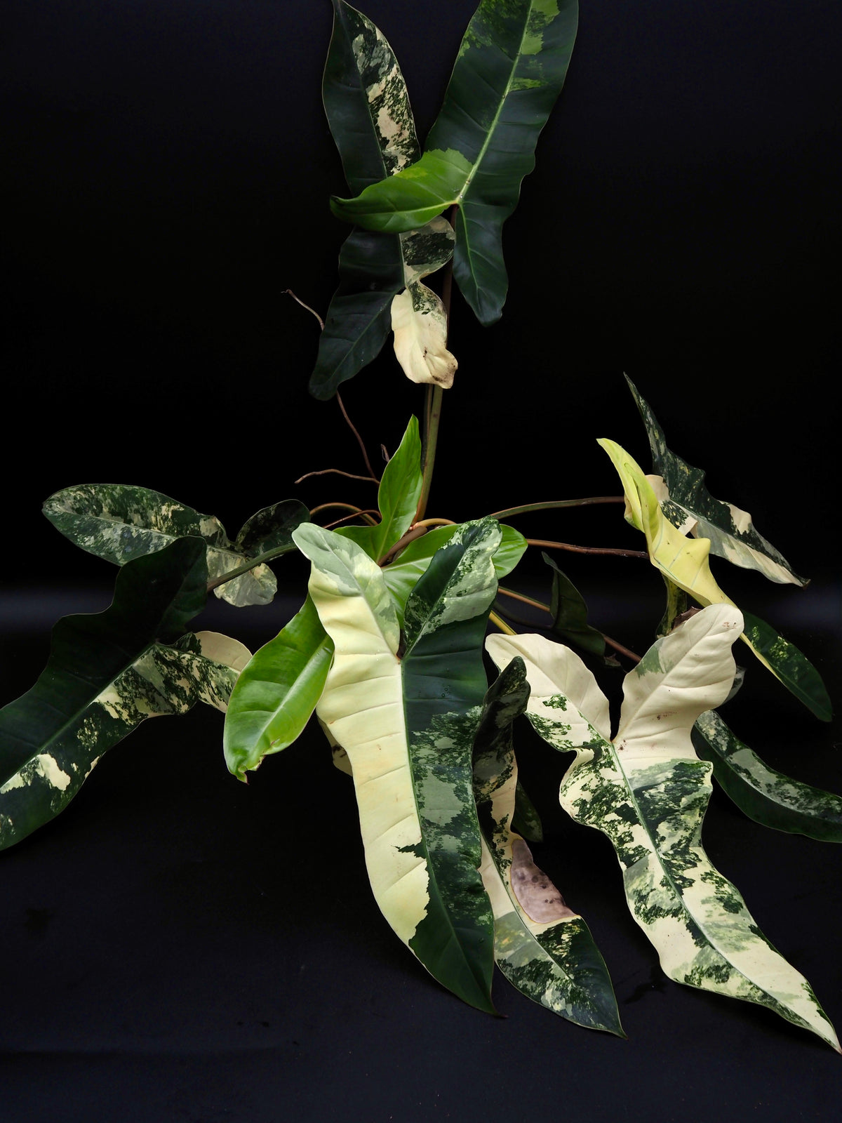 Philodendron Florida Beauty x Billitiea (Jennifer)