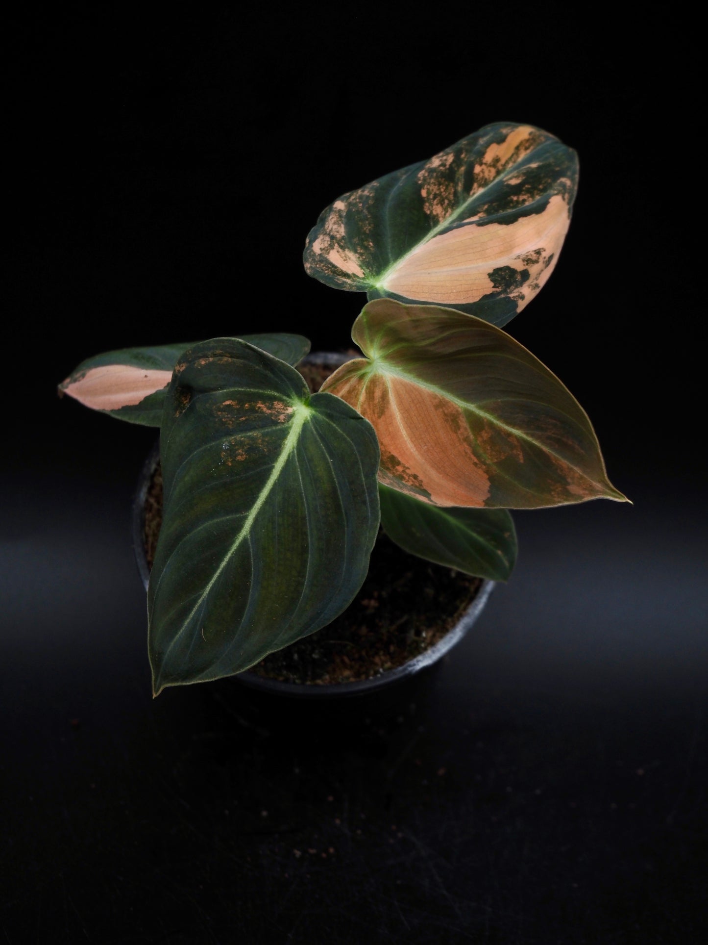 Philodendron Melanochrysum Bonfire