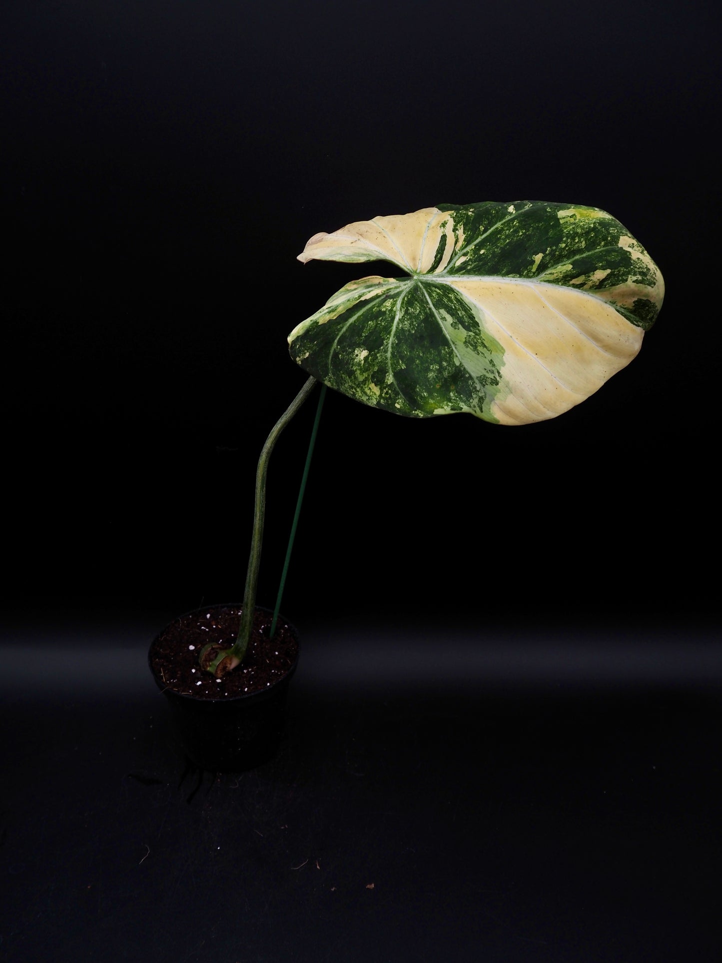 Philodendron Gloriosum Aurea