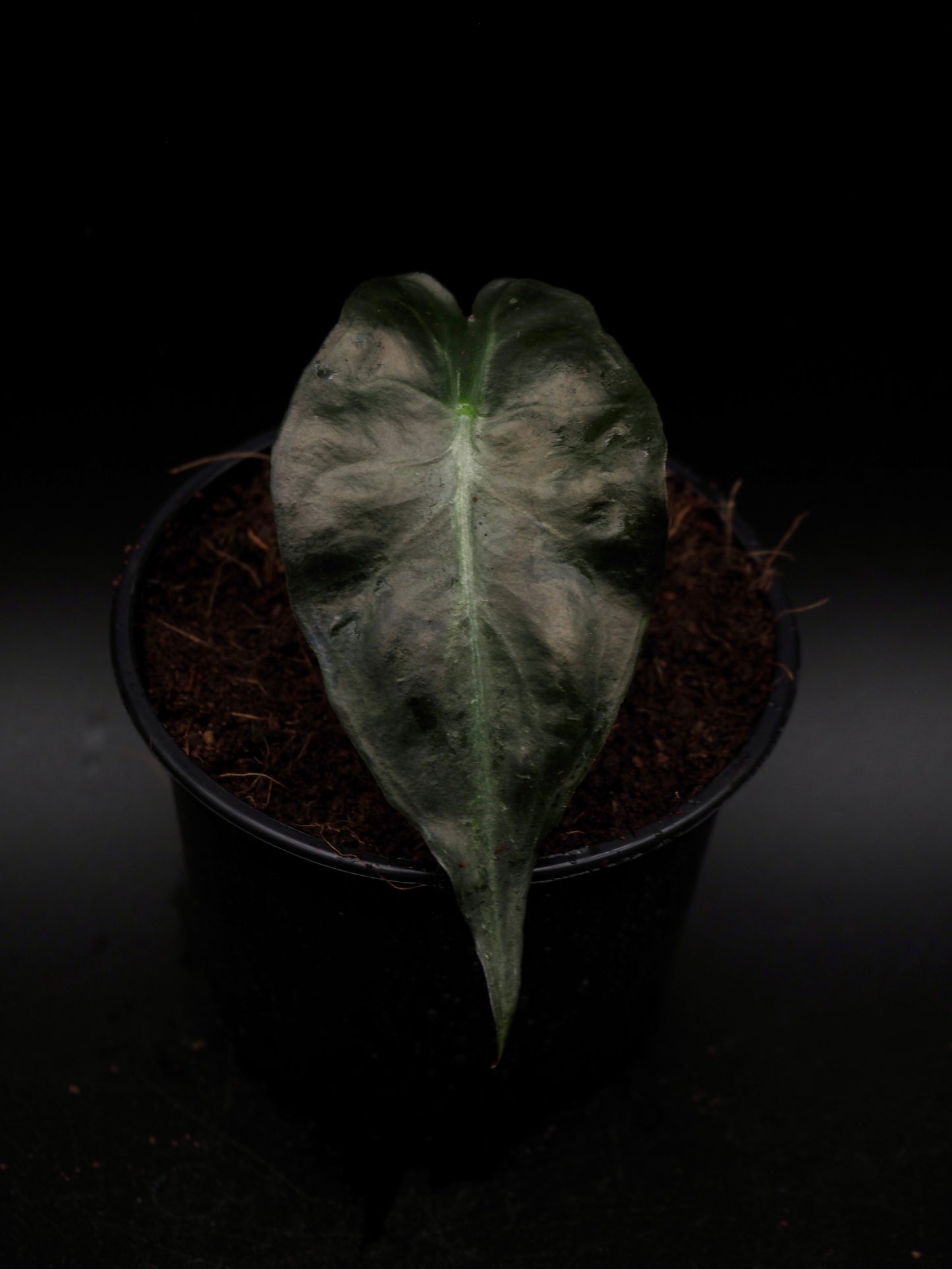 Venin d'Alocasia