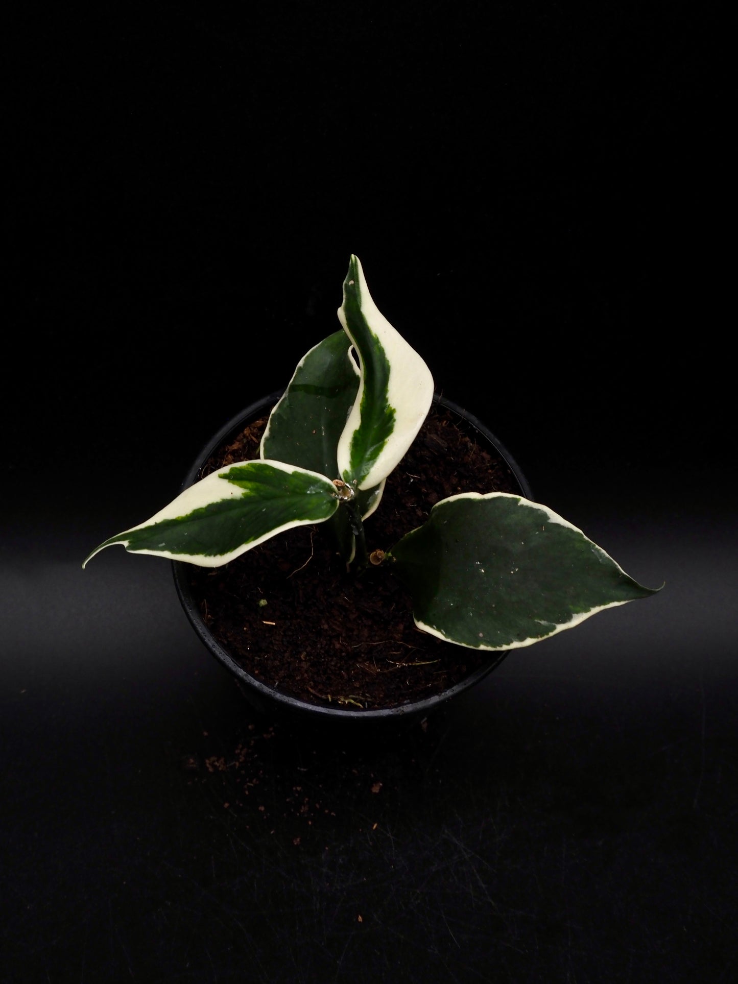 Hoya Polyneura Variegata