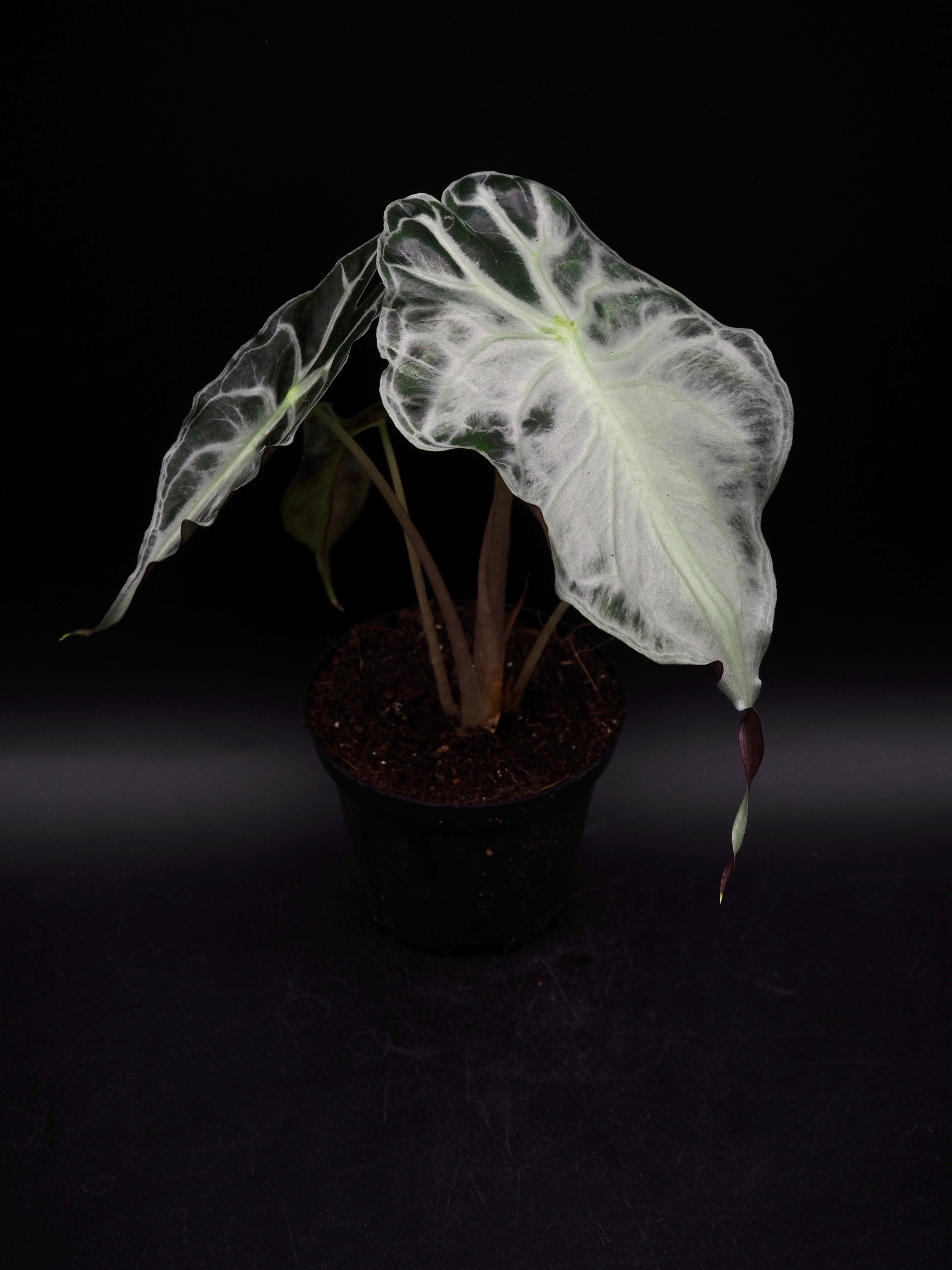 Alocasia Venom – Jolaplants