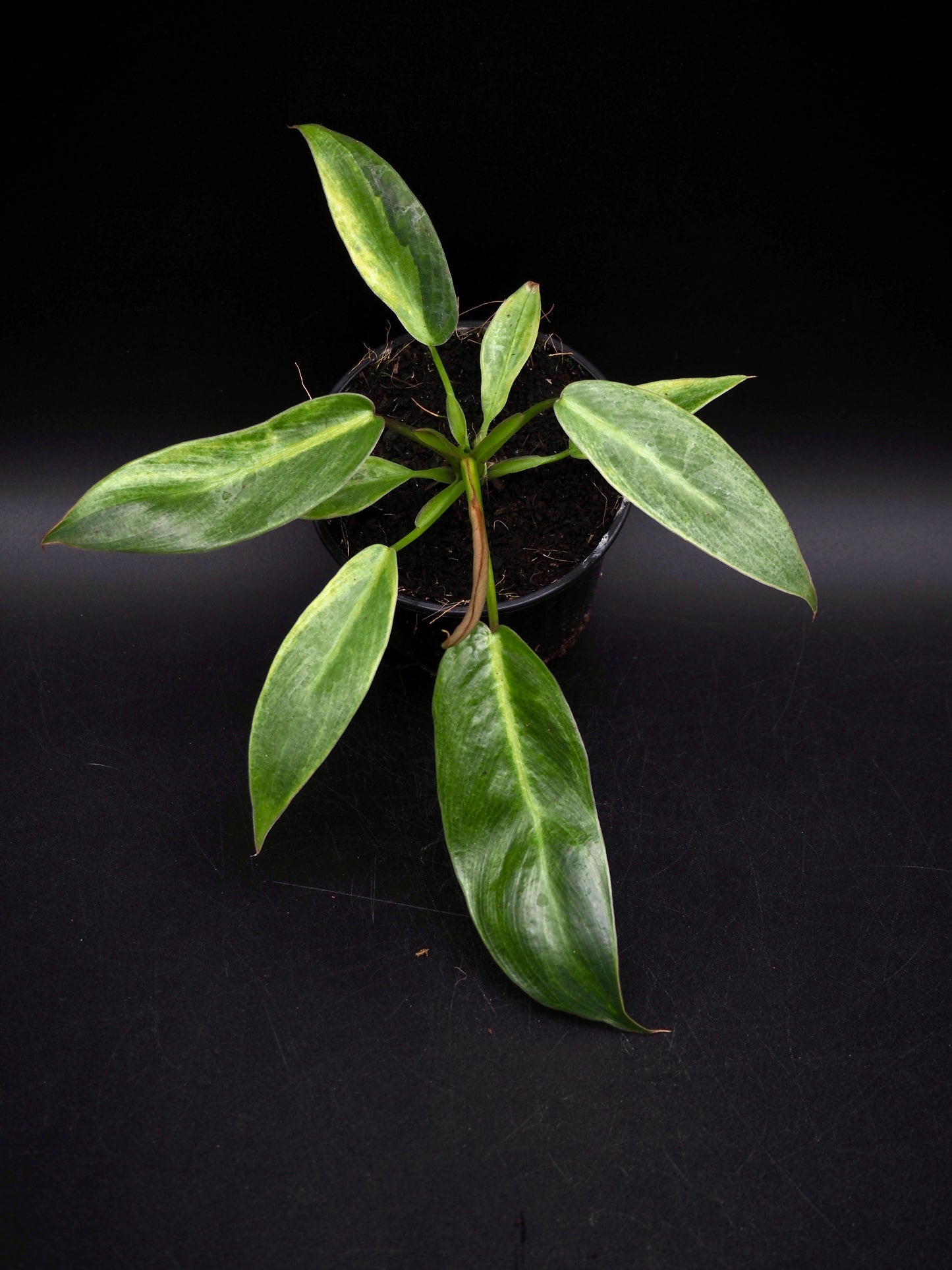 Philodendron Spiritus Sancti Variegata