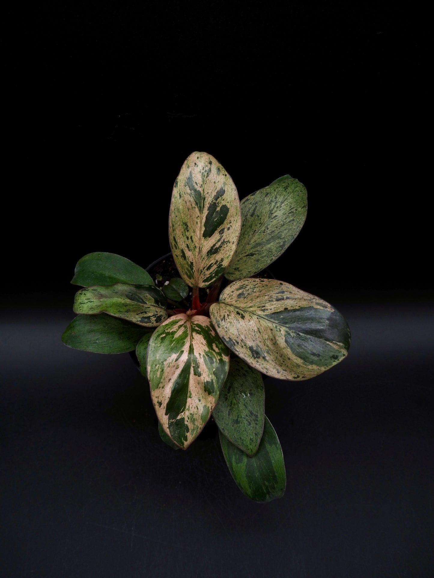Philodendron Red Congo Dwarf Marble