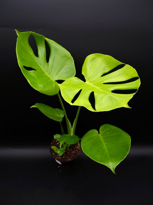 Monstera Citron Vert