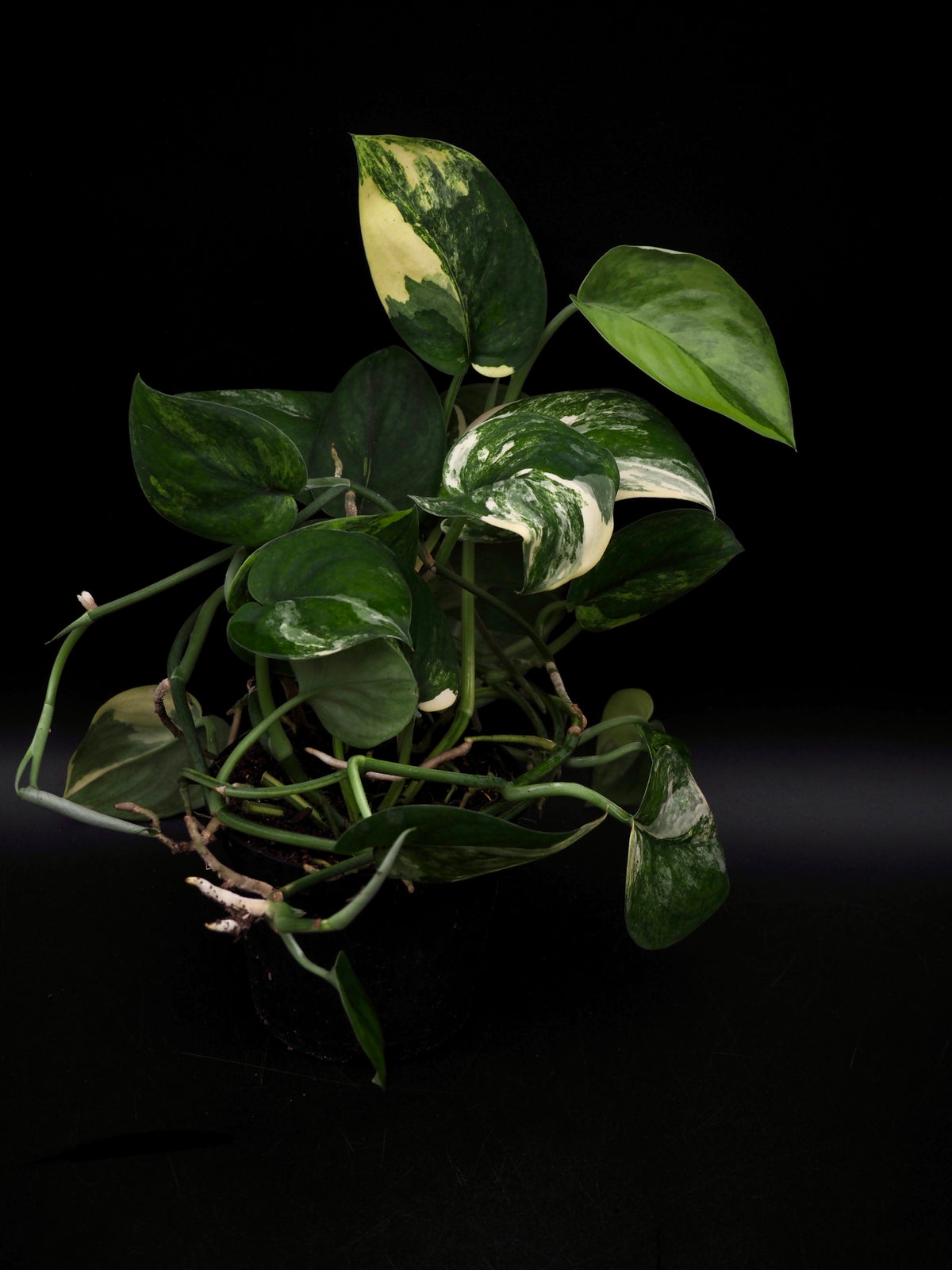 Scindapsus Jade Satin Variegata