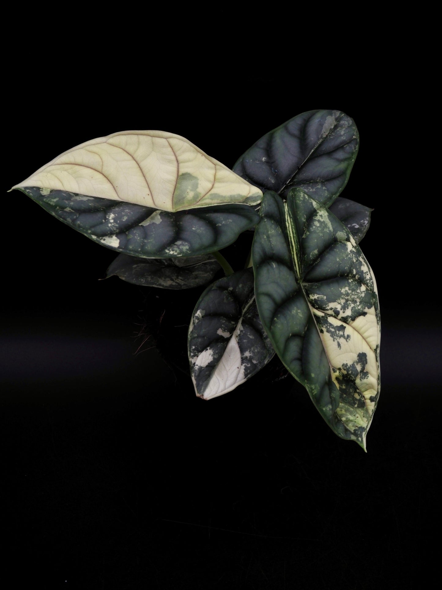 Alocasia Silver Dragon Albo