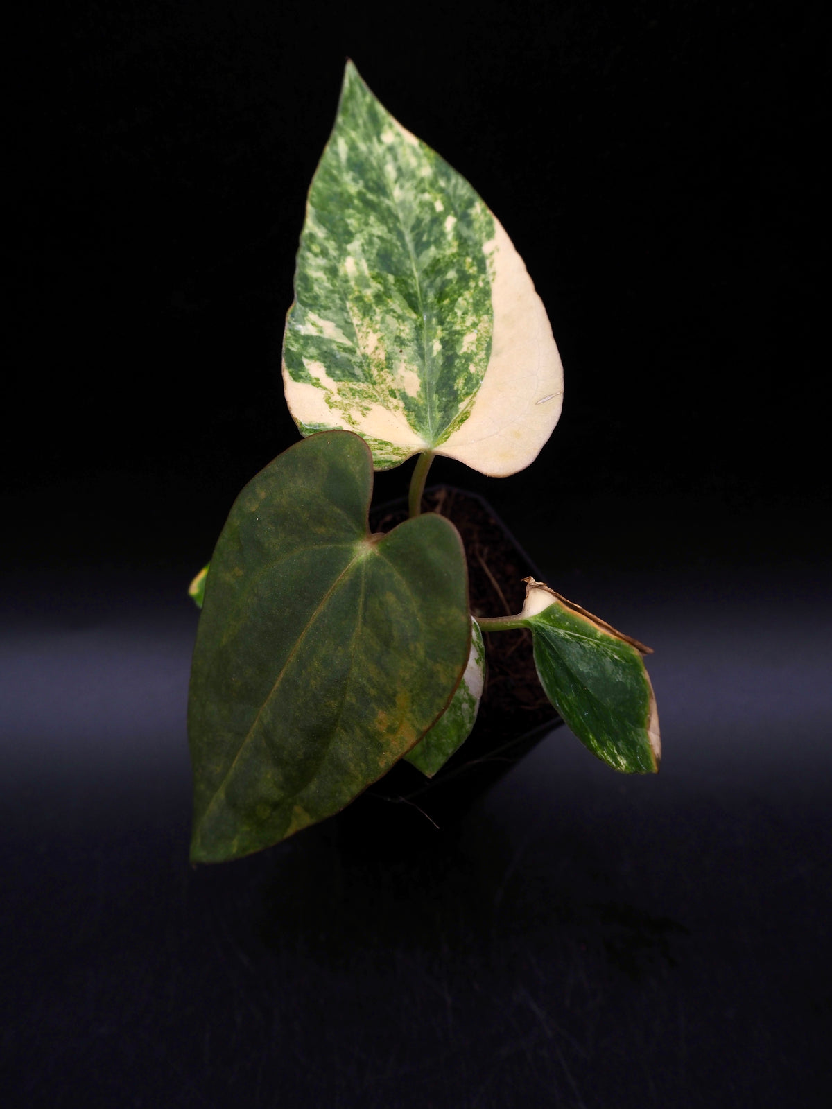 Anthurium (Papilliaminum Var.  x Magnificum) x Anthurium Dressleri