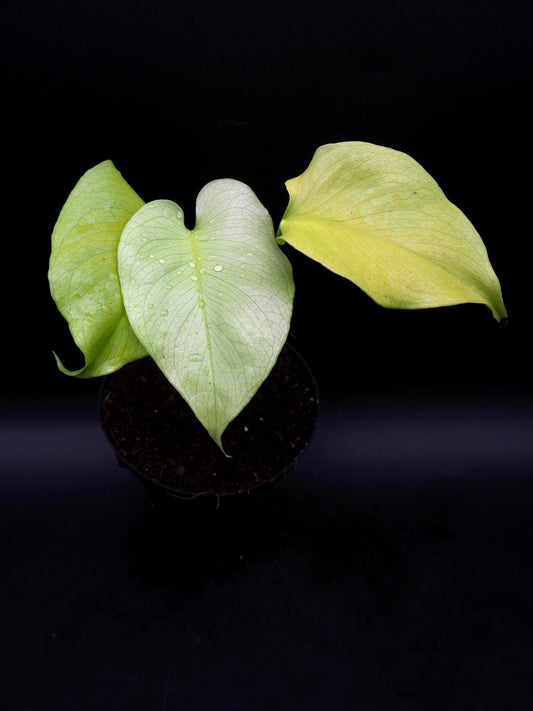 Monstera Neon