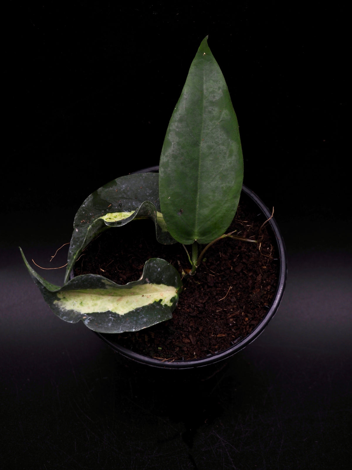 Hoya Kenejiana Variegata