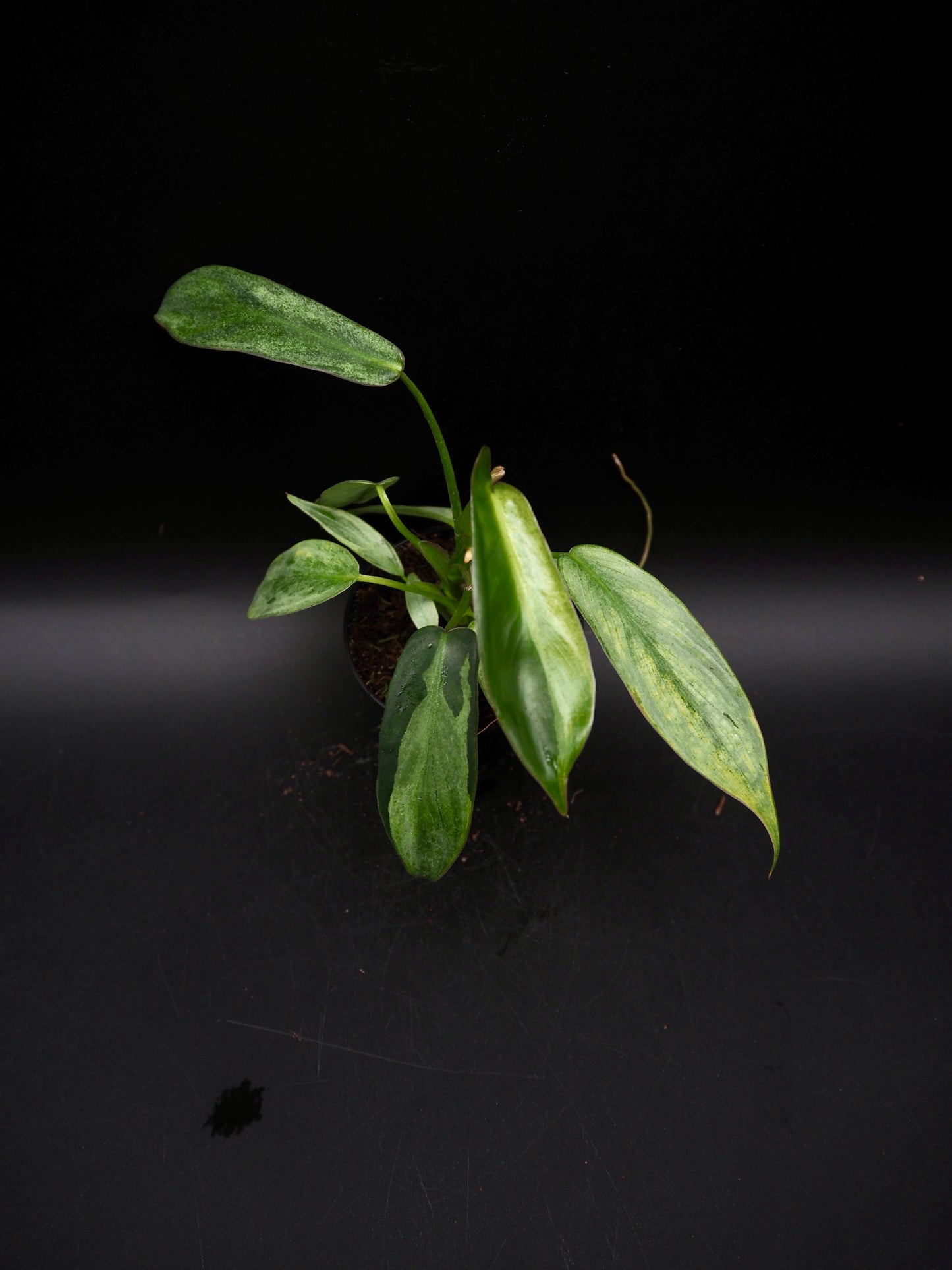 Philodendron Longilobatum Variegata