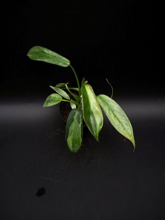 Philodendron Longilobatum Variegata