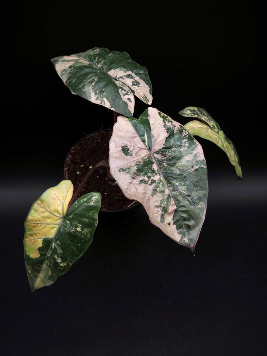 Alocasia Yucatan Princess Pink