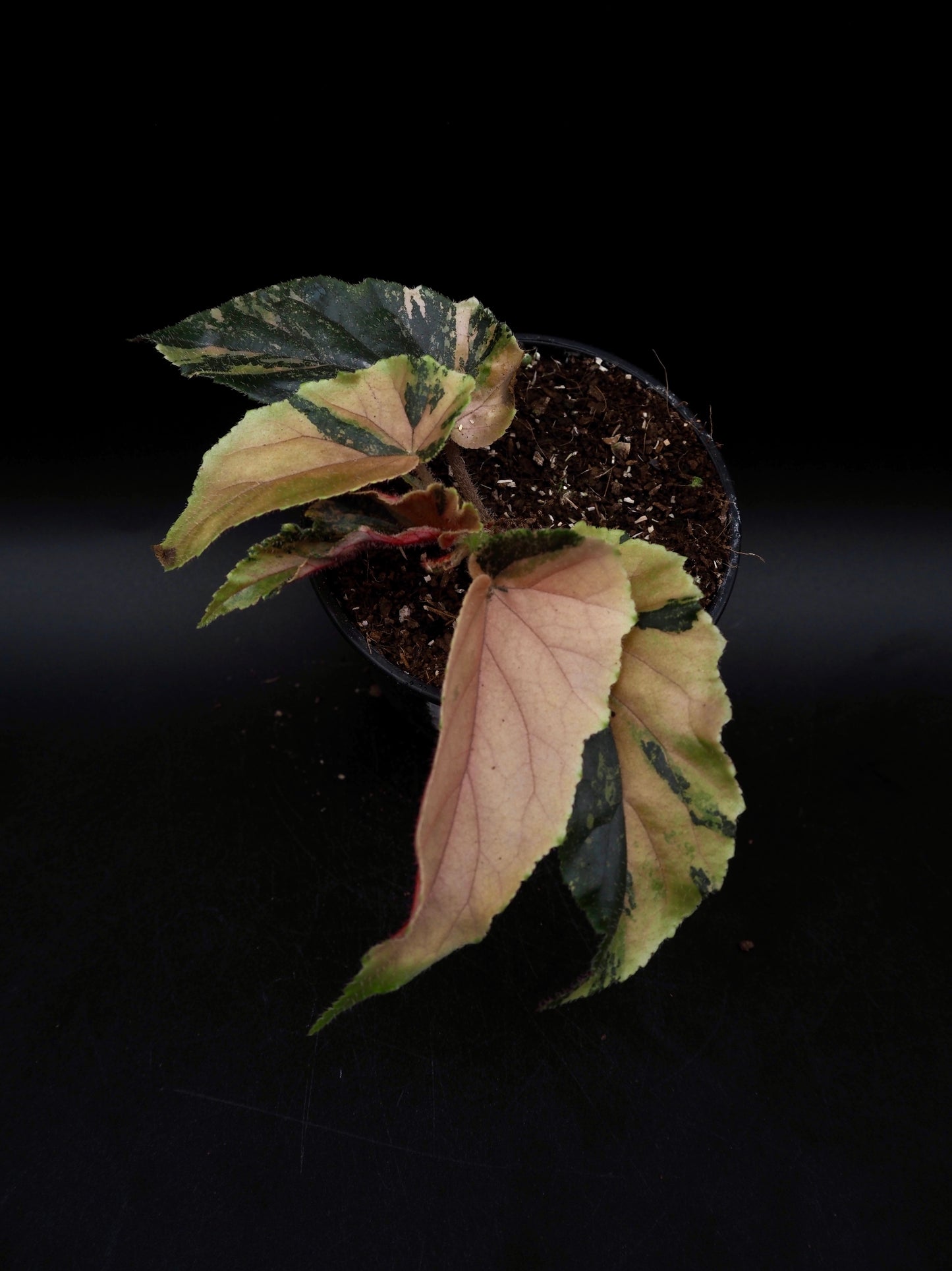 Begonia Ginny Galaxy