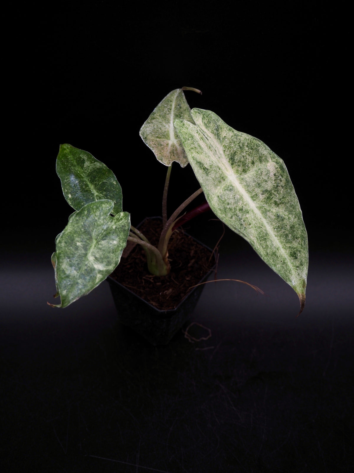 Alocasia Black Satun Stardust Variegata