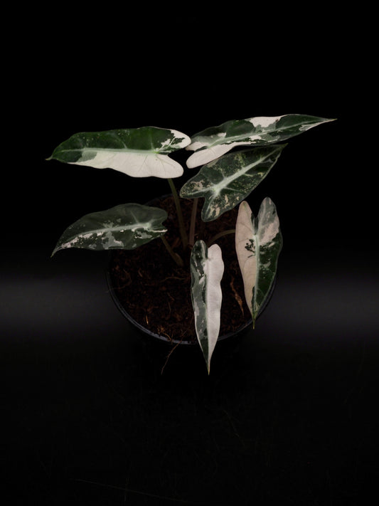 Alocasia Bambino Pink Variegata