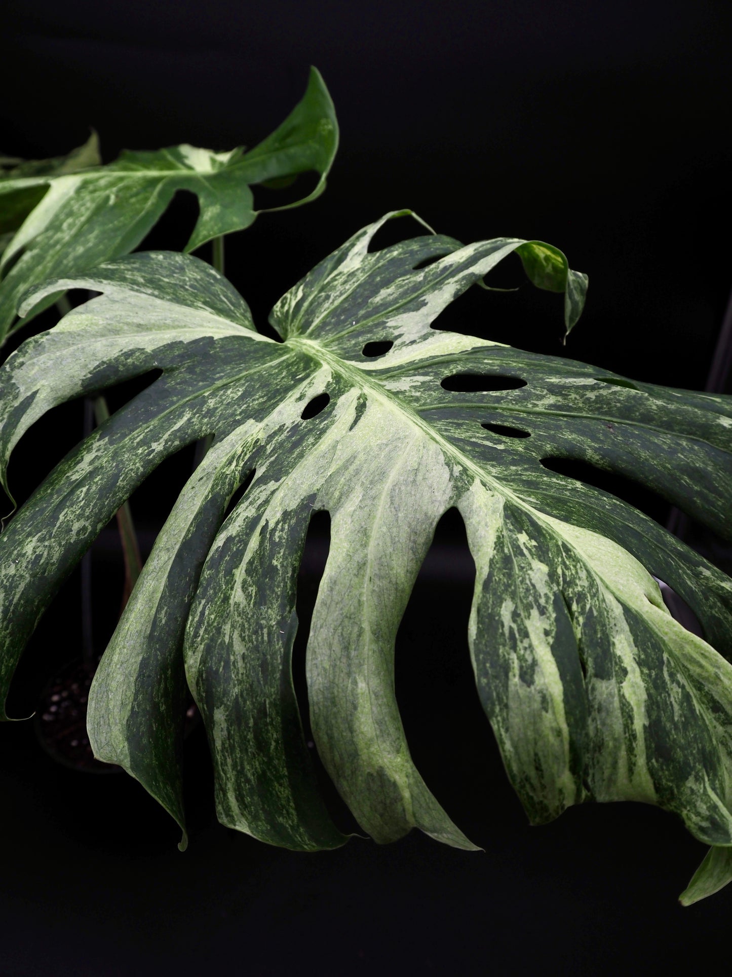 Monstera Masterpeace