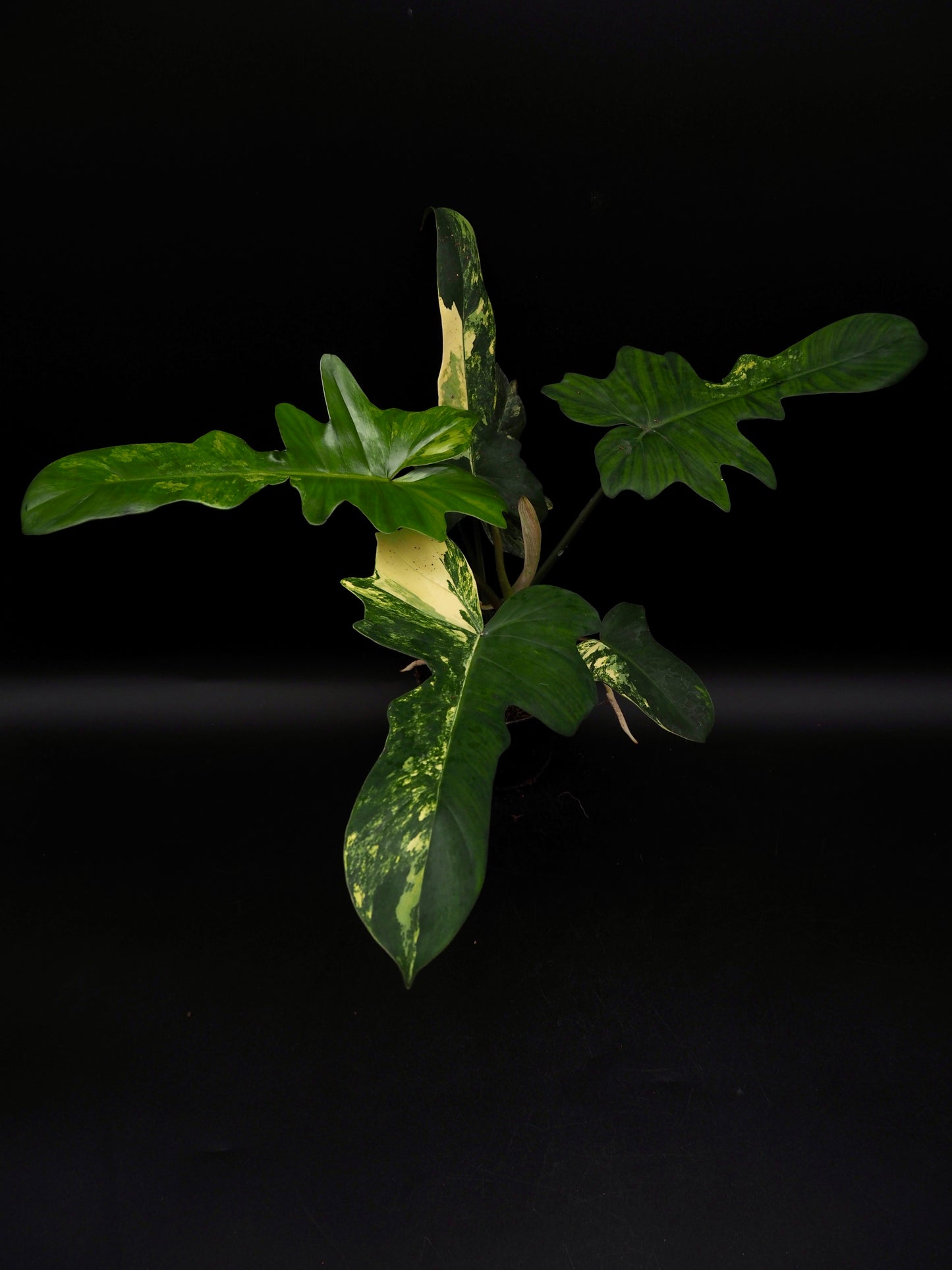 Philodendron Mayoi x Florida Beauty