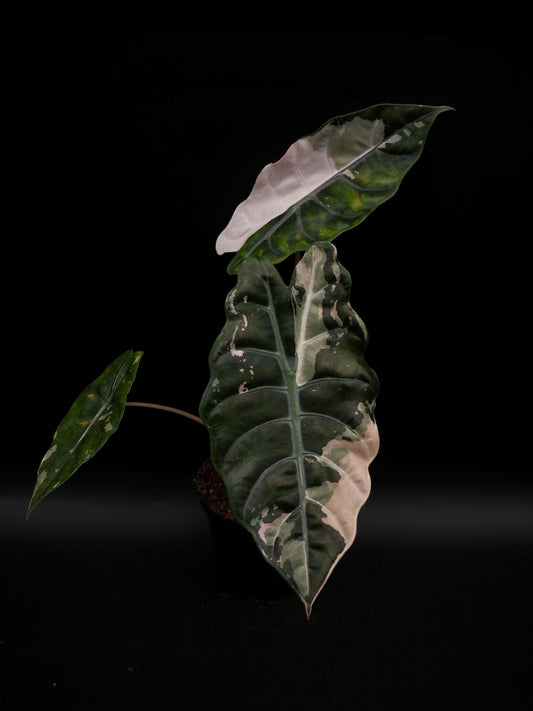 Alocasia Chantrieri Pink