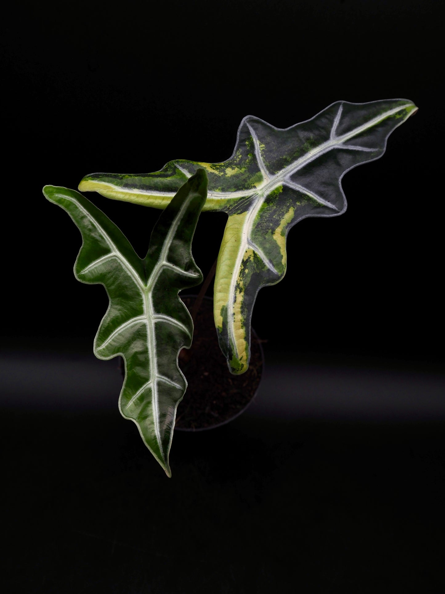 Alocasia Nobilis Aurea