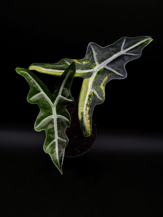 Alocasia Nobilis Aurea