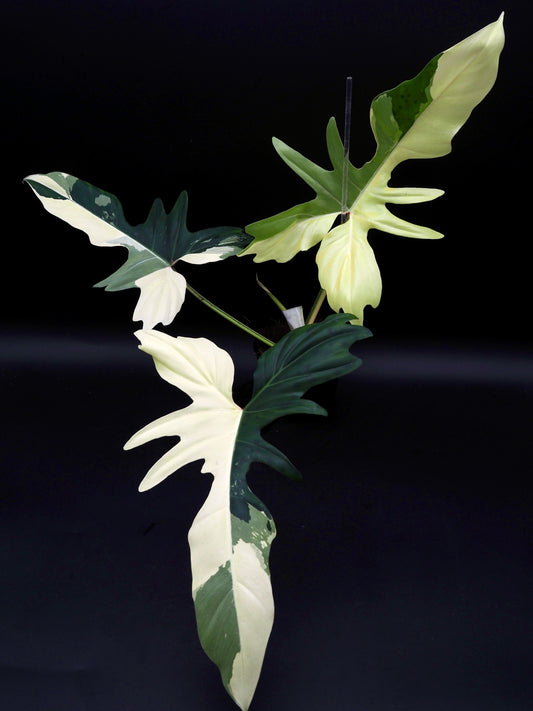 Philodendron Golden Dragon Variegata