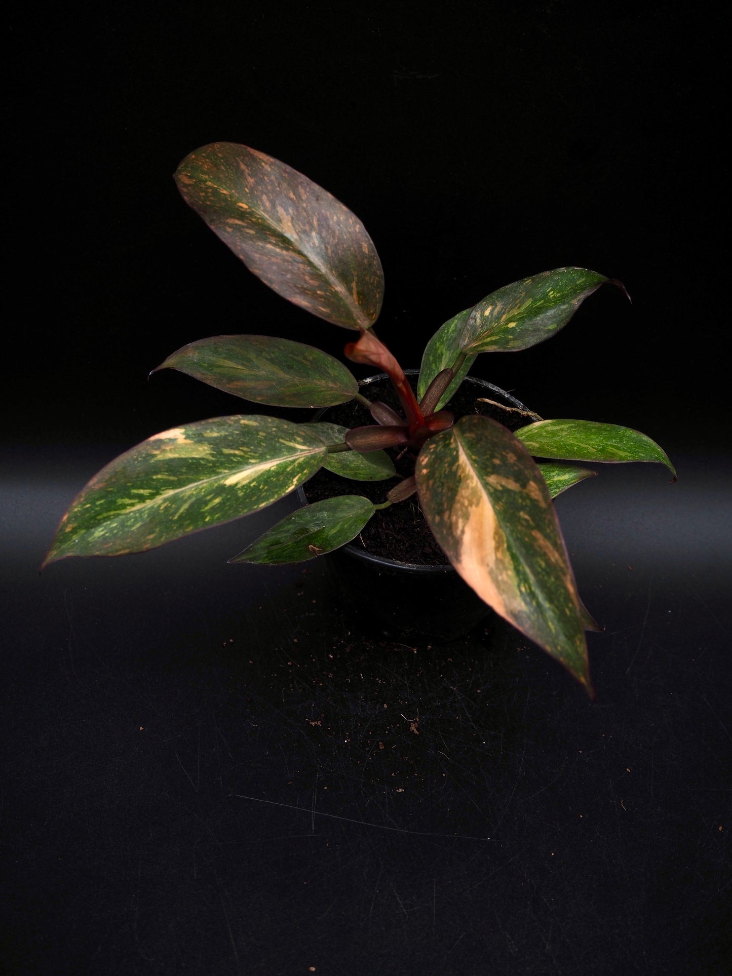 Philodendron Orange Princess Galaxy