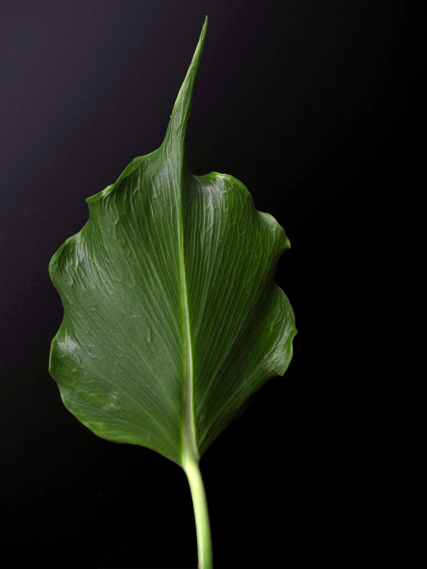 Monstera Unniiae