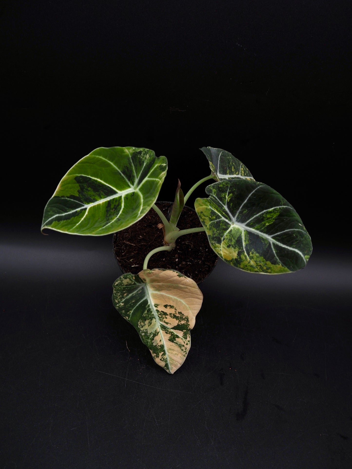 Alocasia Black Velvet Gold
