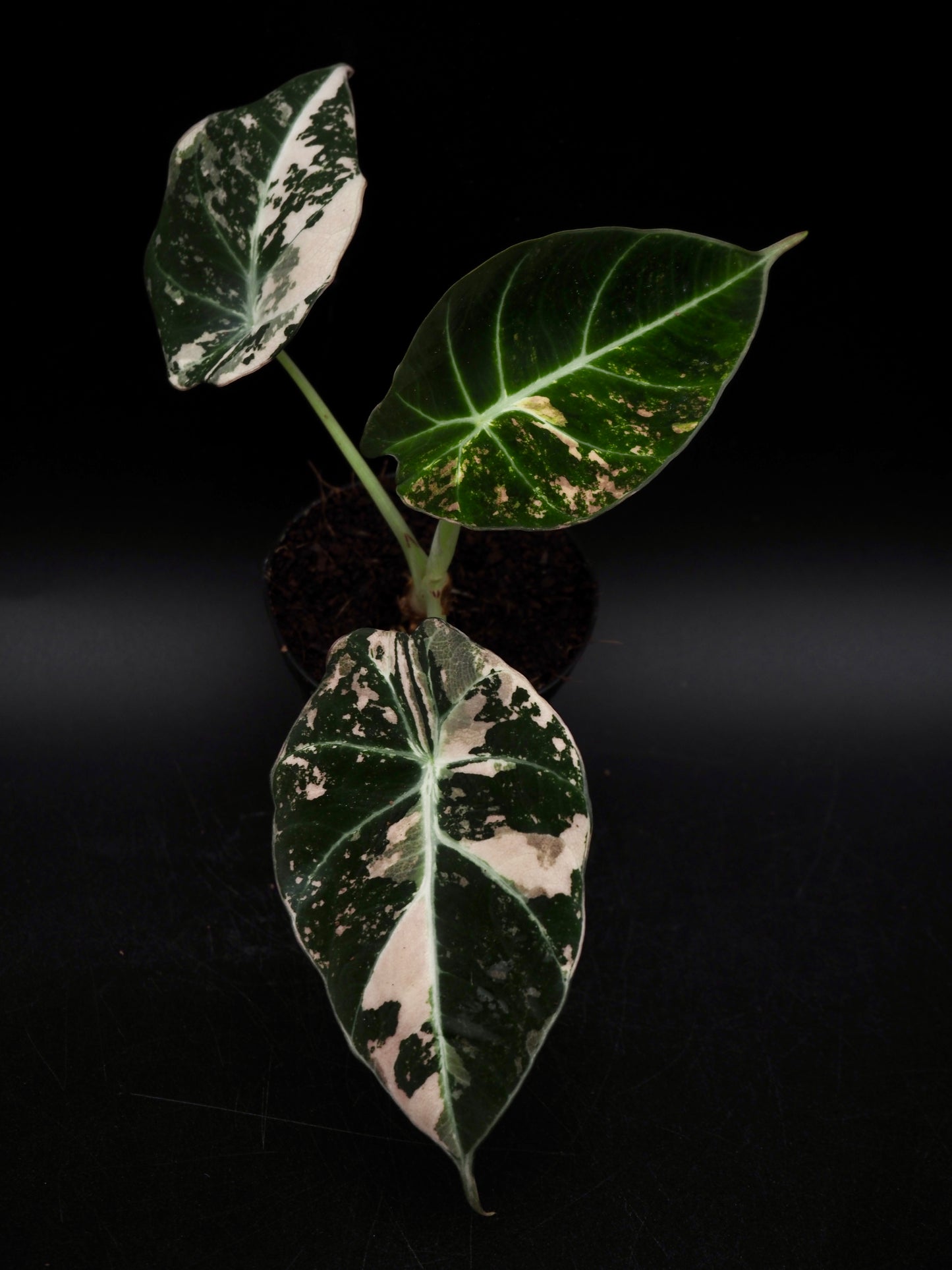 Alocasia Black Velvet Pink
