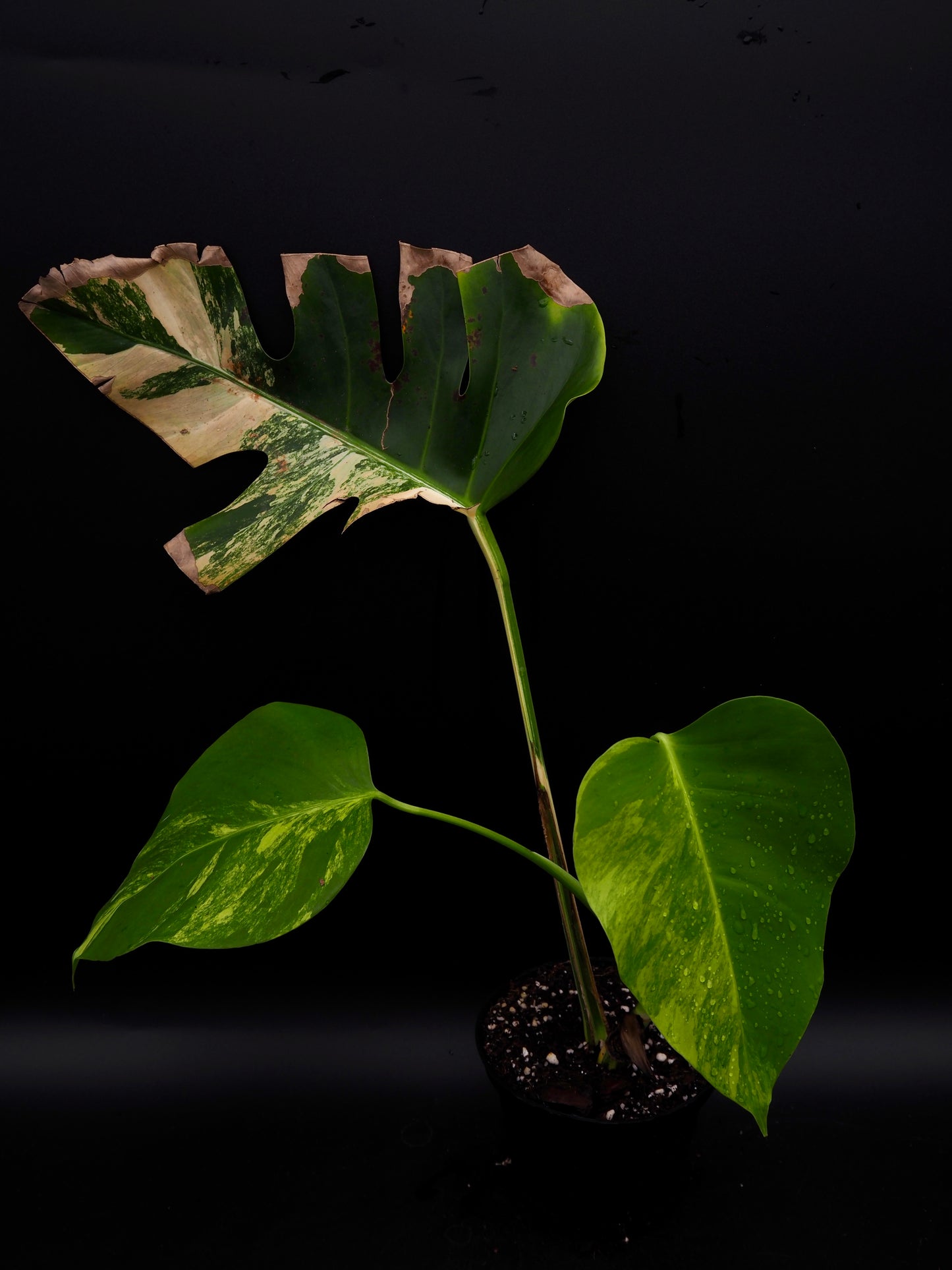 Monstera Borsigiana Aurea Variegata