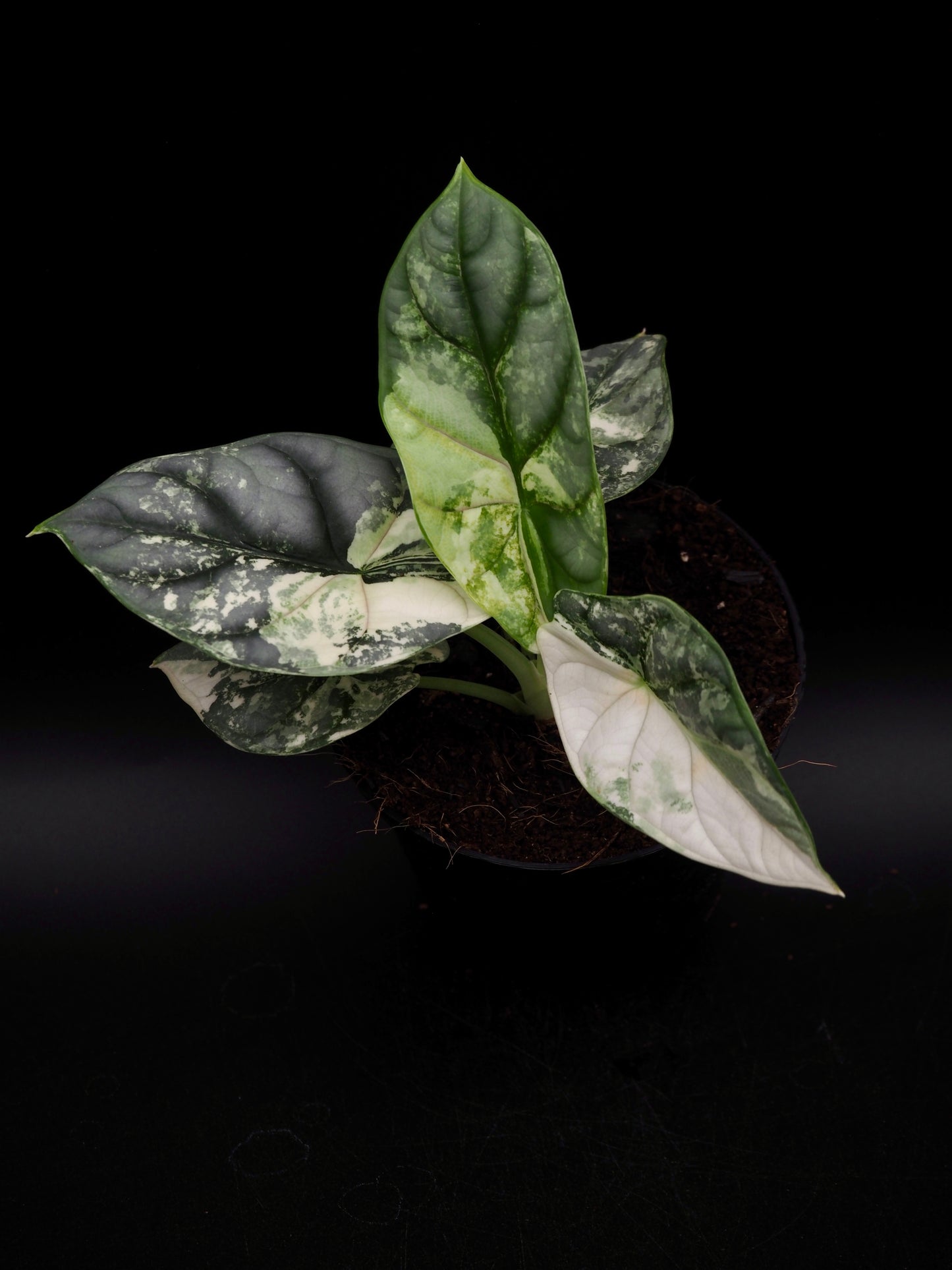 Alocasia Silver Dragon Albo