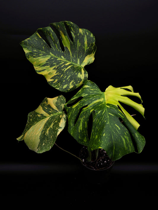 Monstera Deliciosa Electrolyte